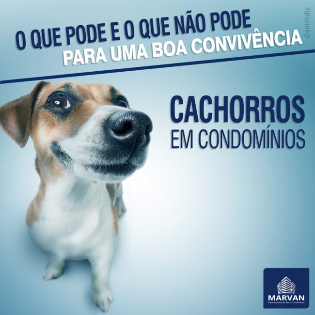 cachorro